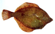 Image of Lepidopsetta polyxystra (Northern rock sole)