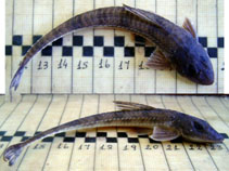 Image of Loricariichthys anus 