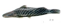 Image of Brachyplatystoma tigrinum (Tigerstriped catfish)