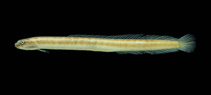 Image of Microdesmus bahianus 