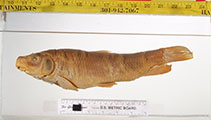 Image of Moxostoma austrinum (Mexican redhorse)