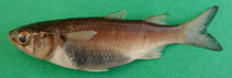 Image of Mugil capurrii (Leaping African mullet)