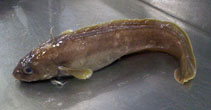 Image of Muraenolepis orangiensis (Patagonian moray cod)