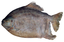 Image of Myloplus planquettei 
