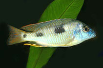 Image of Naevochromis chrysogaster 