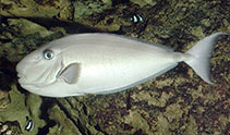Image of Naso fageni (Horseface unicornfish)