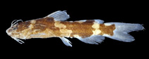 Image of Nanobagrus lemniscatus 