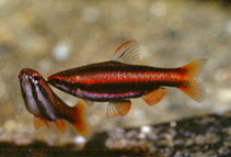 Image of Nannostomus mortenthaleri 