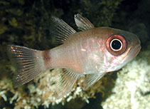 Image of Nectamia bandanensis (Bigeye cardinalfish)