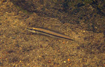 Image of Nemacheilus binotatus 