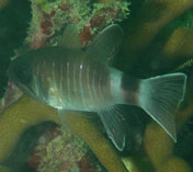 Image of Nectamia similis (Similar cardinalfish)