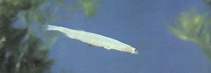 Image of Neosalanx tangkahkeii (Chinese icefish)