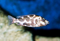Image of Nimbochromis livingstonii 