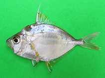 Image of Nuchequula flavaxilla (Yellowspotted ponyfish)