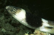 Image of Ophichthus cephalozona (Dark-shouldered snake eel)