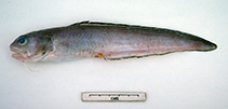 Image of Ophidion genyopus (Ravenous cusk)