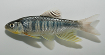 Image of Opsariichthys kaopingensis 