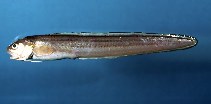 Image of Ophidion marginatum (Striped cusk-eel)
