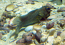 Image of Opistognathus punctatus (Finespotted jawfish)