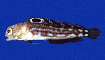 Image of Opistognathus scops (Bullseye jawfish)