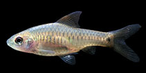 Image of Oreichthys coorgensis 