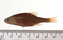 Image of Oregonichthys crameri (Oregon chub)