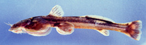 Image of Oreoglanis sudarai 