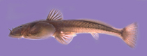 Image of Oreoglanis tenuicauda 