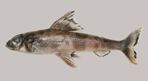Image of Paraulopus balteatus (Banded cucumberfish)