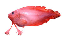 Image of Palmoliparis beckeri (Gloved snailfish)