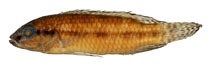 Image of Parananochromis brevirostris 