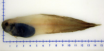 Image of Paraliparis copei (Blacksnout seasnail)