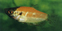 Image of Parasphaerichthys lineatus 