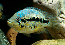 Image of Parachromis loisellei 