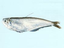 Image of Papuengraulis micropinna (Littlefin anchovy)