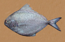 Image of Parastromateus niger (Black pomfret)