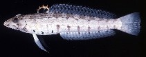 Image of Parapercis punctulata (Spotted sandperch)