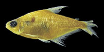 Image of Phenacogaster maculoblonga 