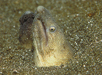 Image of Pisodonophis cancrivorus (Longfin snake-eel)