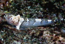 Image of Platygillellus rubellulus (Shortfin sand stargazer)