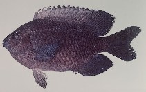 Image of Pomacentrus agassizii (Creole damsel)