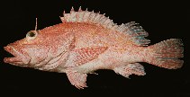 Image of Pontinus macrocephalus (Large-headed scorpionfish)