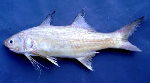 Image of Polydactylus siamensis (Largemouth striped threadfin)