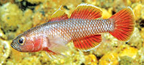 Image of Priolepis aithiops (Drab reefgoby)