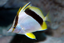 Image of Prognathodes aya (Bank butterflyfish)