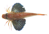 Image of Prionotus longispinosus (Bigeye searobin)