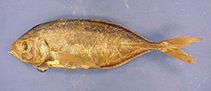 Image of Pseudocaranx chilensis (Juan Fernandez trevally)