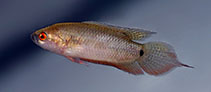 Image of Pseudosphromenus cupanus (Spiketail paradisefish)