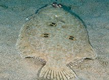 Image of Pseudorhombus dupliciocellatus (Ocellated flounder)