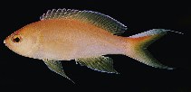 Image of Pyronotanthias unimarginatus 